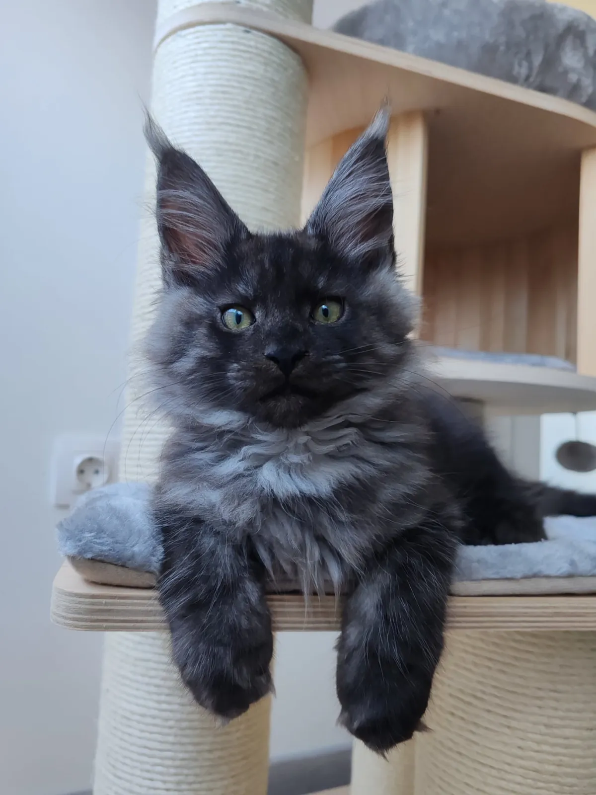 Théoden from 2 to 16 weeks old