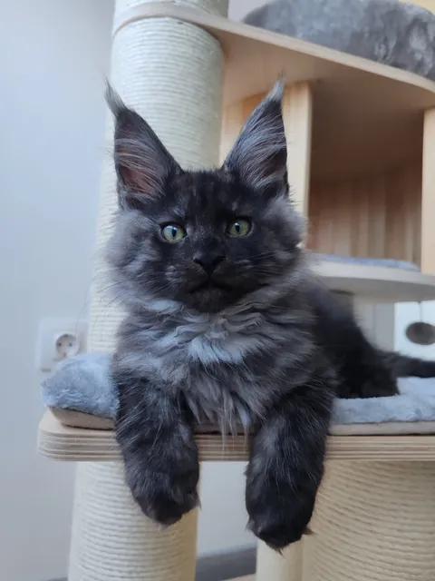 Théoden from 2 to 16 weeks old