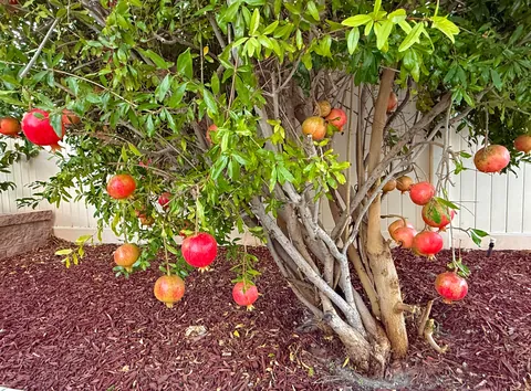 My pomegranates are coming in nicely; don’t they look like red glass ornaments up on a christmas tree? :)  (Zone 9b)