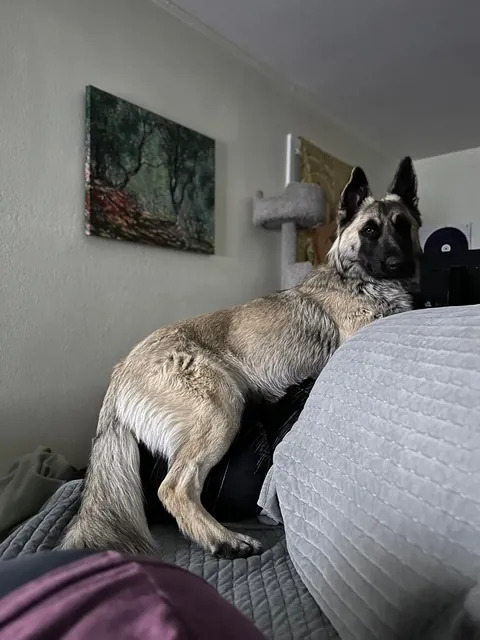 As requested heres a slew of photos of my found stray Kai Guy 😜(not sure breed mix?)