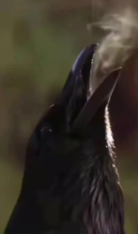 🔥a Crow caws on a chilly morning