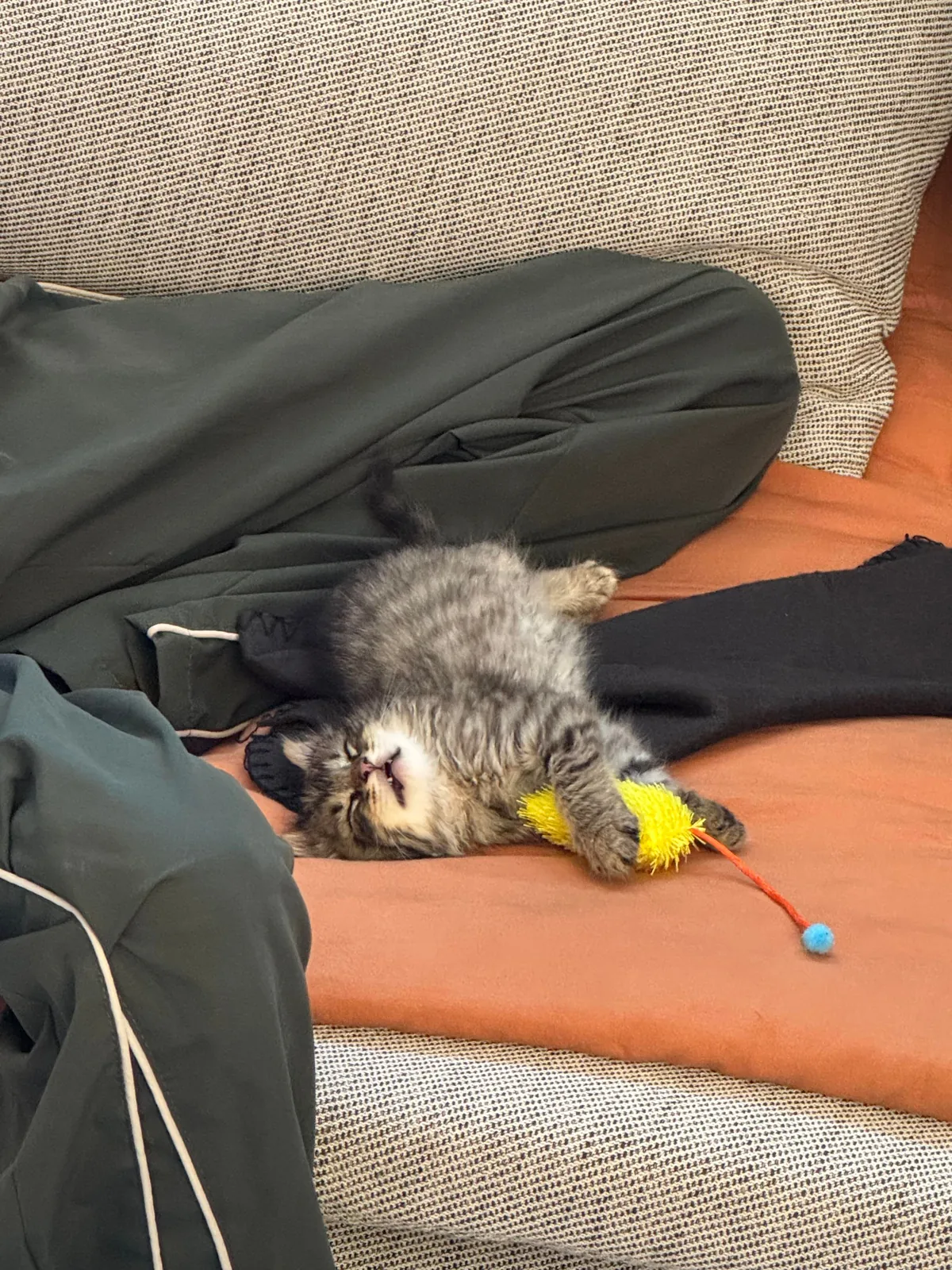 His name is Wilfred and he just stole my entire family’s hearts