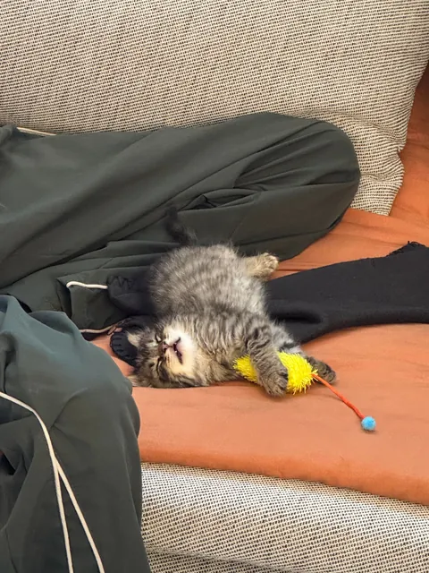 His name is Wilfred and he just stole my entire family’s hearts