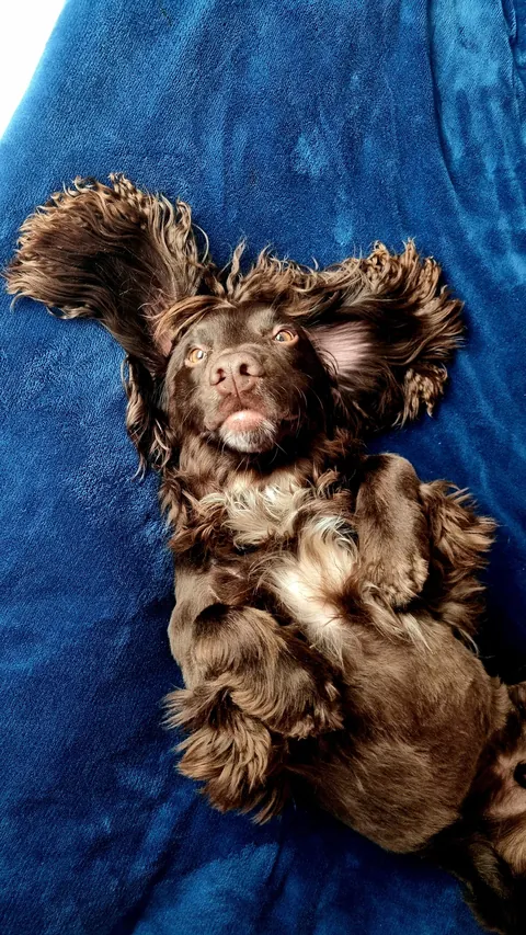 PsBattle: A big curly eared Spaniel, relaxing on the bed.