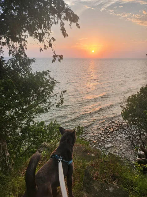 A wonderful Fern (fka Lilly) update. Seeing her thrive with the family who found her through my posts makes me so happy.