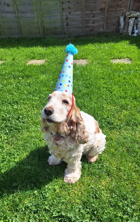 Happy boffday to me..