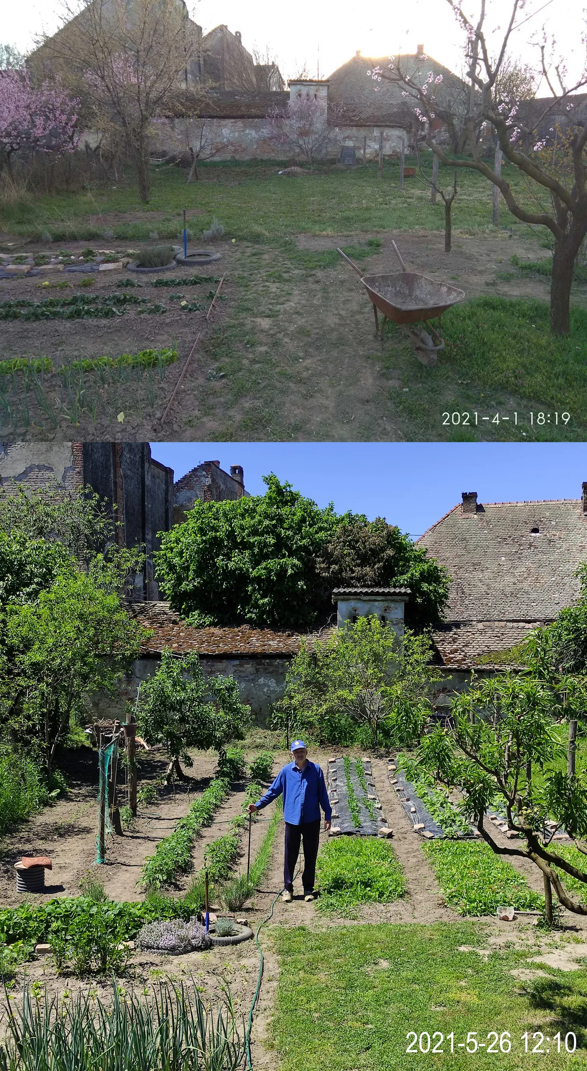 It's my Dad's birthday and he's been working hard in his garden lately so I wanted to share his work. So proud of him!