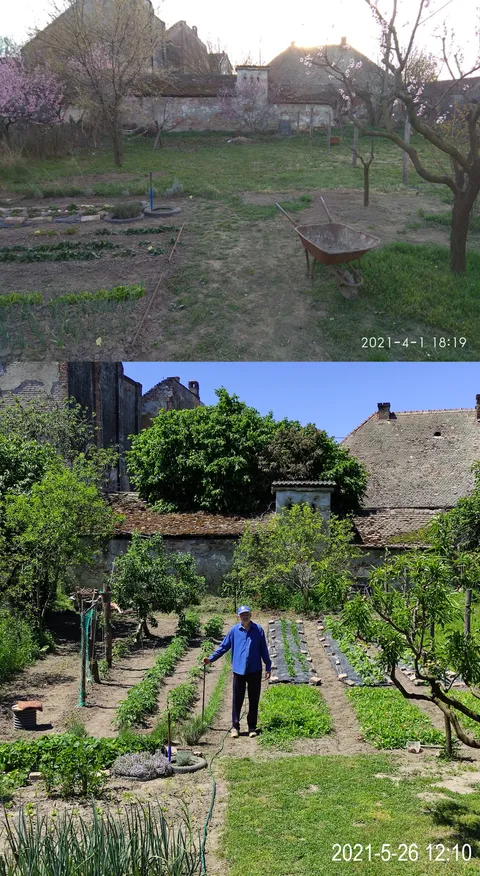 It's my Dad's birthday and he's been working hard in his garden lately so I wanted to share his work. So proud of him!