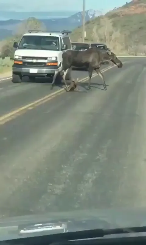 🔥 A baby Moose just a few hours old and her Momma crossing the road