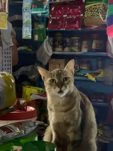 Shopkeeper cat, deeply appalled by the scent of my dogs on my hands.