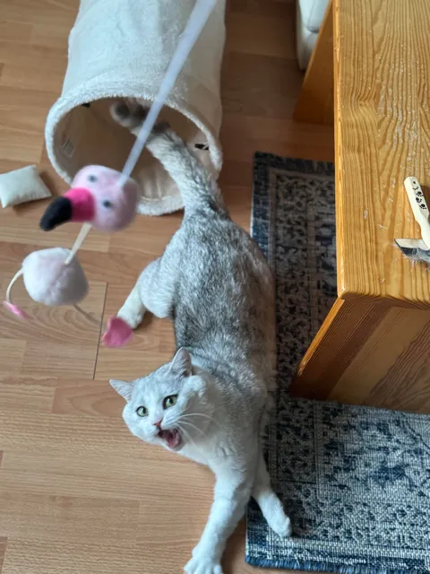 The shelter said he was a chill little man…