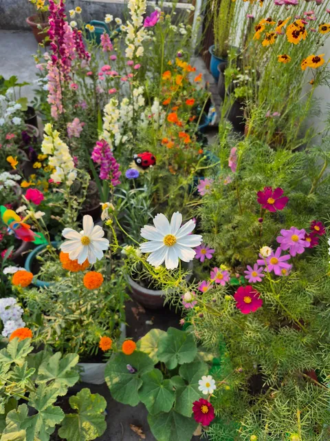 From seeds to these, here's my winter garden my terrace garden