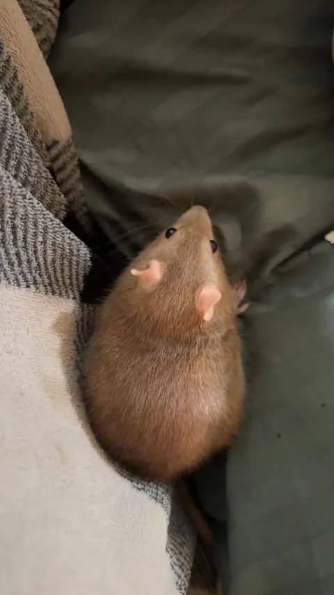 Guess which slide is a picture of a potato and which is a picture of my rat