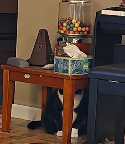 Pablo is a master at hide and seek