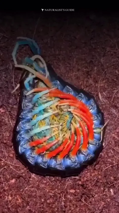 Centipede with its nymphs