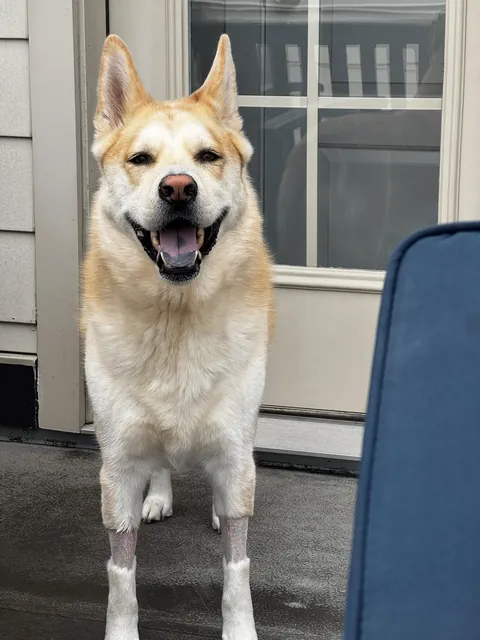 Roof Biscuit is the happiest Biscuit