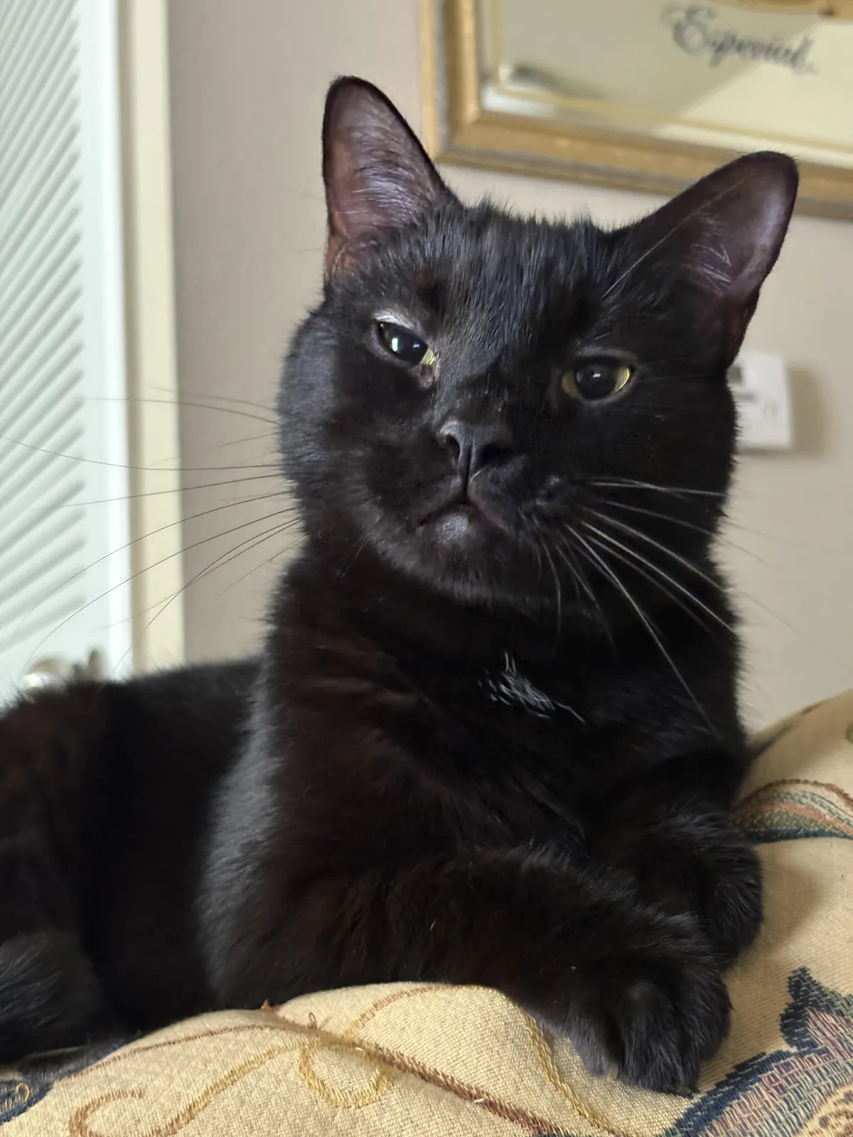 My handsome boy Lincoln!