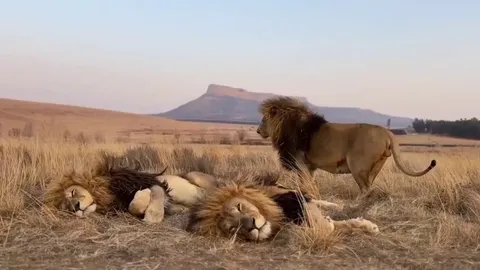 These three lion brothers act like they don't have enough space to lie down! 🤣🤣