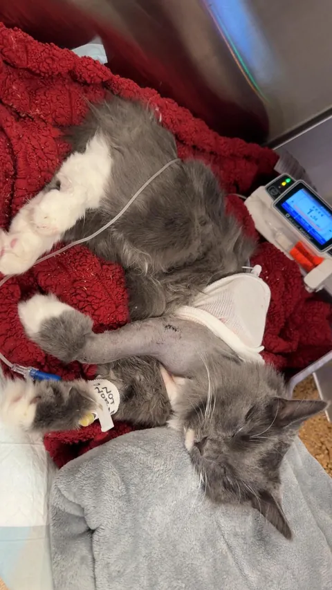 Update to my limping cat: the believe she’s septic