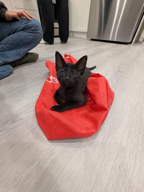 Everyone look at my tiny little void