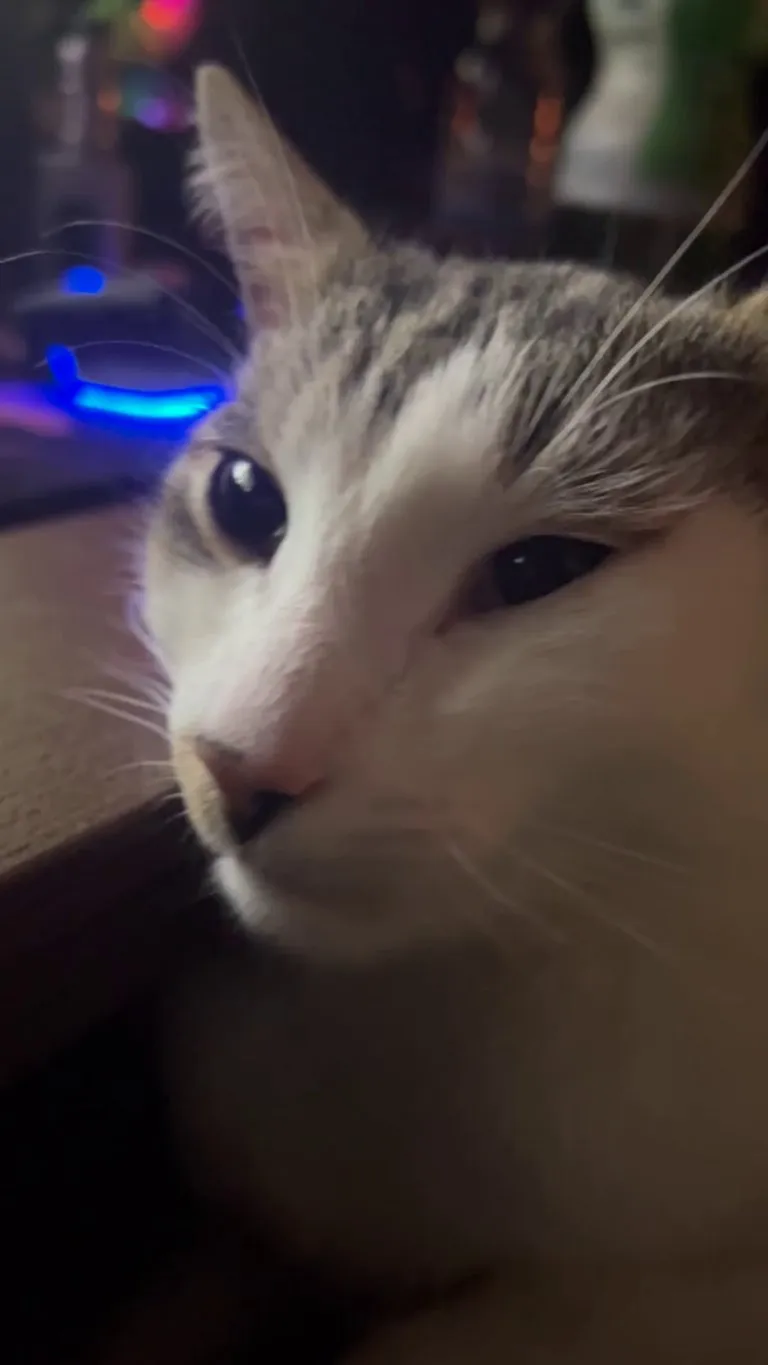 why tf does my cat let me do this to him?