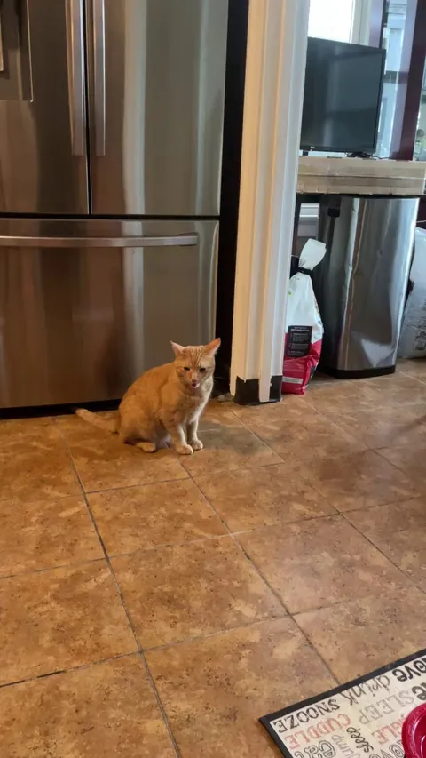 why is my cat doing this?