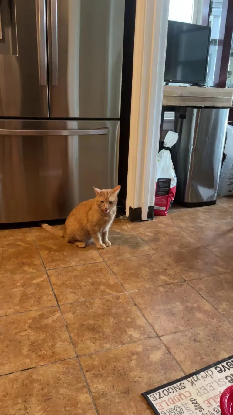 why is my cat doing this?