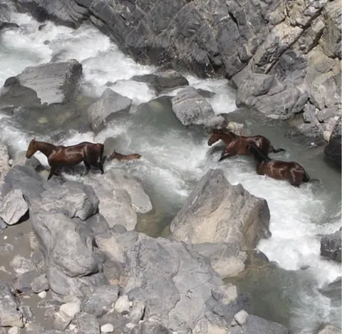 🔥 wild horses crossing a river in Iran