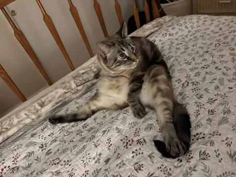 Manspreading all over my bed 🙄