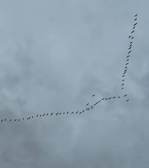 🔥 This big flock of greylag geese are heading south, a sure sign that summer is over and winter is coming 