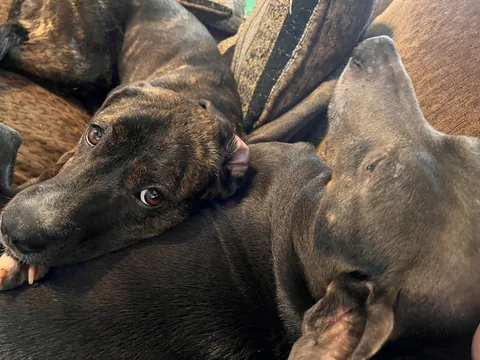 I was adopted 2 years ago today!