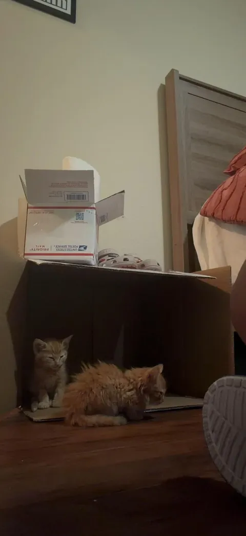 Kitten loses sibling - now having trouble with litter box training