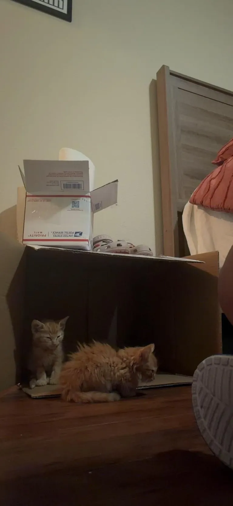 Kitten loses sibling - now having trouble with litter box training