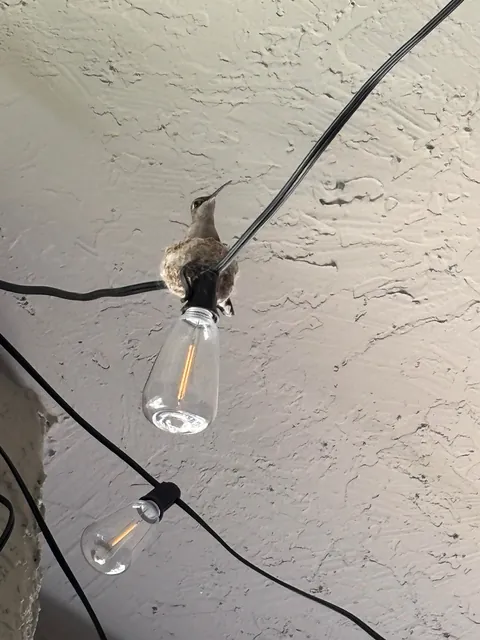 A hummingbird built a nest on my patio lights and laid two tiny eggs!