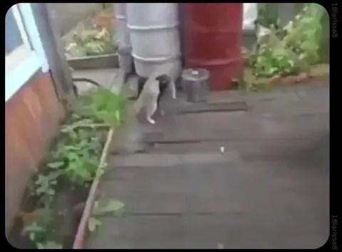 best friends forever