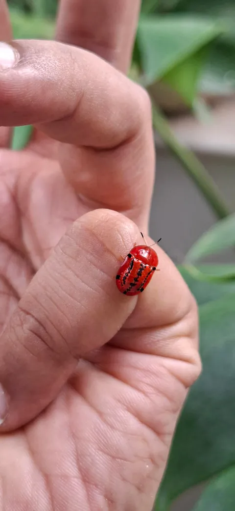 Red tortoise beetle ♥️