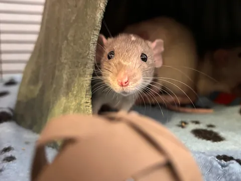 New fosters! (pray i don’t give in to their cuteness and adopt)