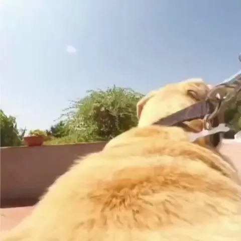 Dog ride - let´s go to the beach and swim