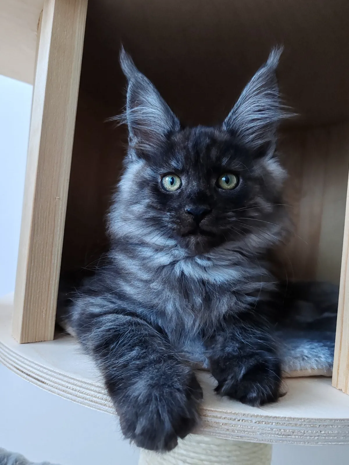 Théoden from 2 to 16 weeks old