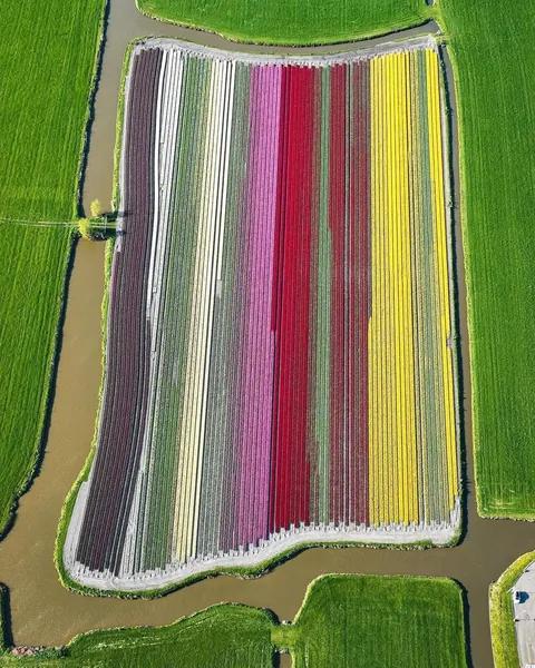 A glimpse of what Tulip season in the Netherlands look like