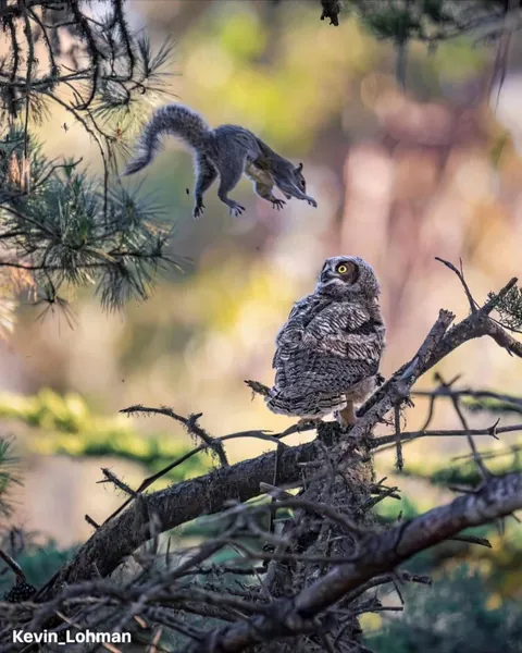 The finalists for the 2026 Nikon Comedy Wildlife Awards have officially been announced, bringing together some of the funniest and most perfectly timed moments from the animal kingdom