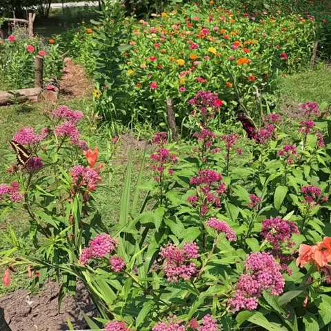 My garden is doing amazing this year and i want to share all of it