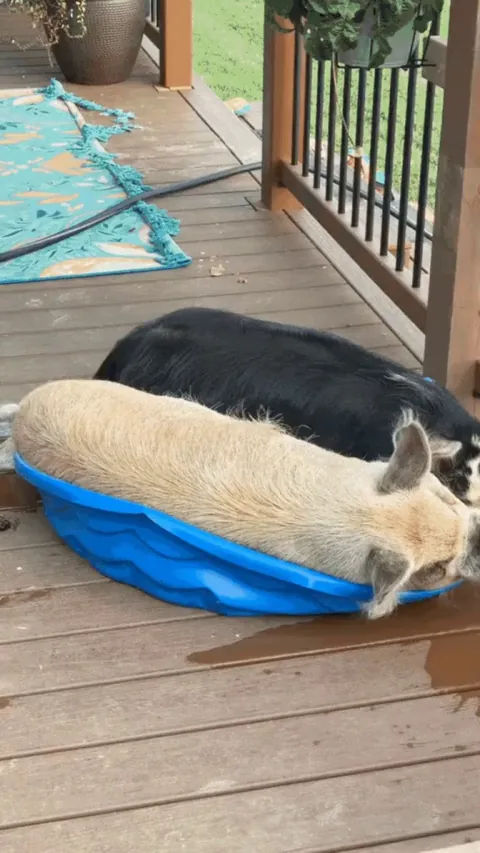They're like two pigs in a pod... Two peas in a pool? Something like that.