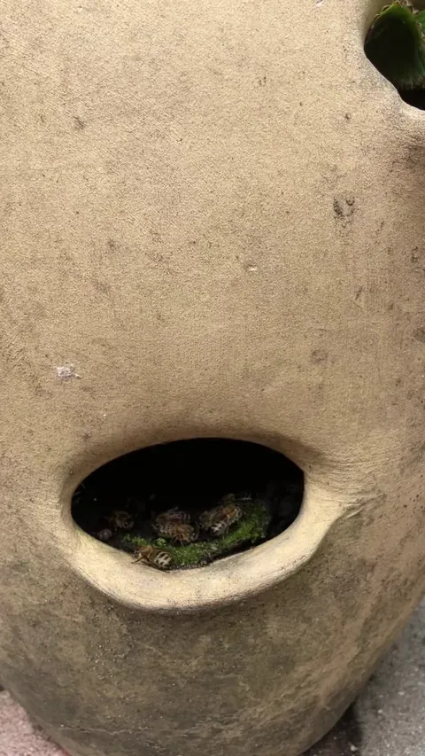 Honeybees have set up a hive in my strawberry pot.