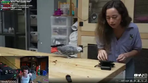 Adapt was shocked after finding out Maya’s new parrot rescue at Alveus Sanctuary perfectly mimicked the Xbox notification sound