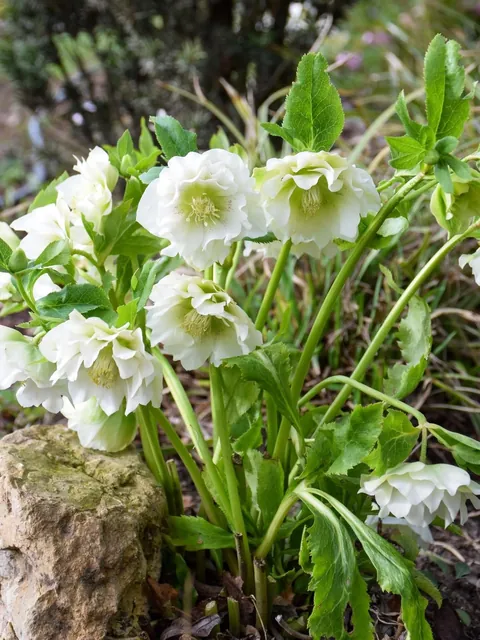 Hellebores from my Serbian garden. 🌸