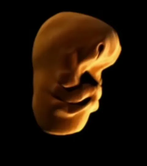 Human face development in the womb