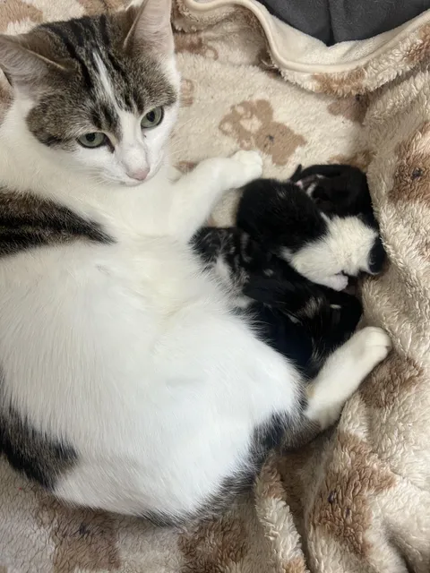 My cat had 4 babies 🥹