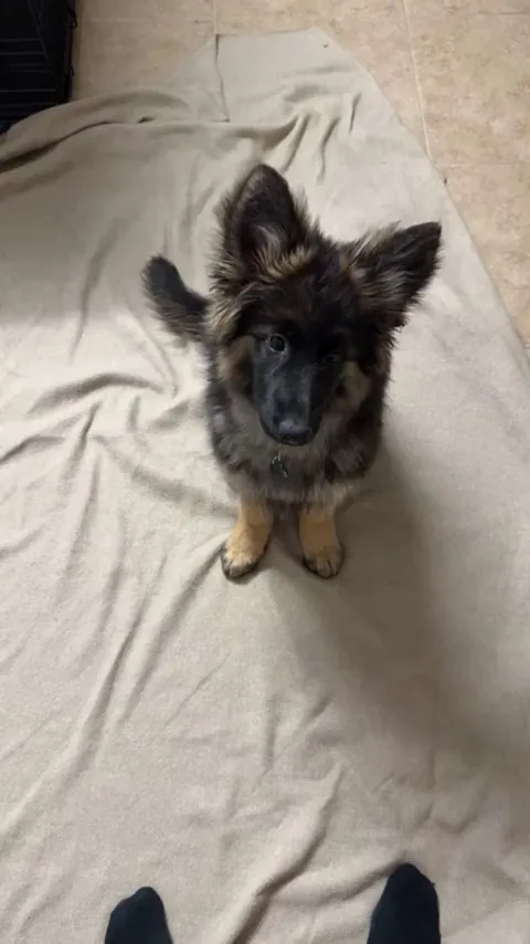 A dog learned all this just in 2 weeks