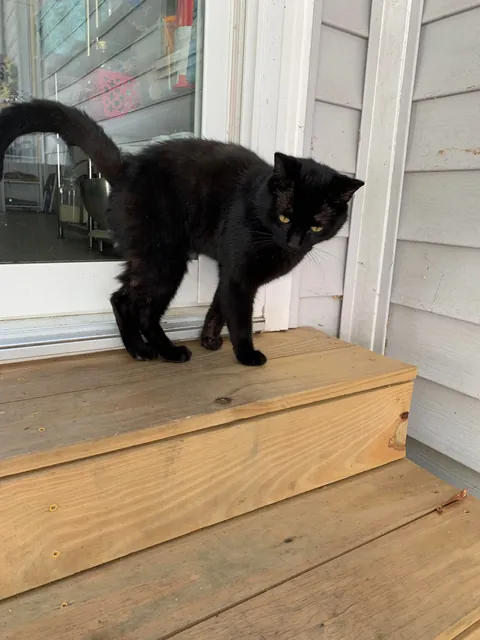 This guy. This f***ing guy.  I’ve been trying for weeks to capture and de-nut him. He is the Jean Valjean to my Javert. The Moby Dick to my Ahab. The Phantom to my Clouseau.